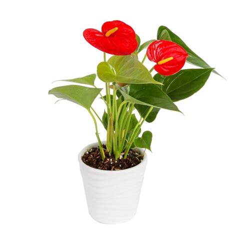 Costa Farms 4 In Cf Anthurium Plants In Ceramic Pot Ant4cp