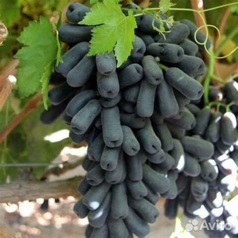 Саженцы Винограда купить в Красногвардейском | Товары для дома и дачи ...