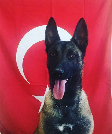 Belçika Kurdu Malinois Köpek Cinsi Özellikleri ve Bakımı patiask