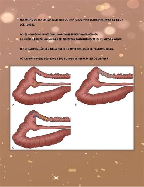 Fermentación en el ciego del conejo fraii uDocz