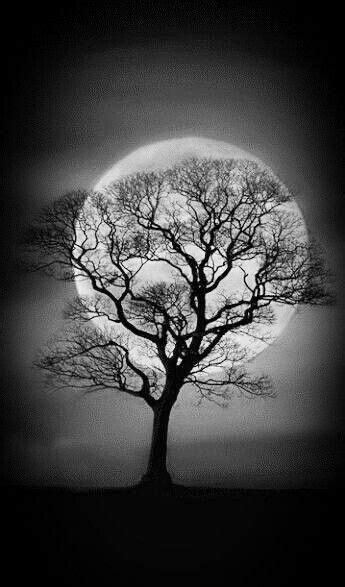 A Black And White Photo Of A Tree With The Moon In The Background