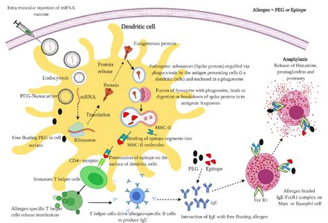 Schematic Representation Of Possible Mechanism Of Anaphylaxis Reaction