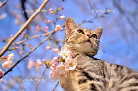 桜と猫 写真素材 2435163 フォトライブラリー Photolibrary