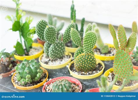 Various Types of Cactus in Different Pot Stock Photo - Image of ...