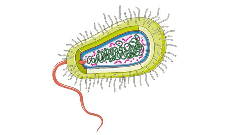 Streptococ Beta Hemolitic Grup B Tratament Naturist