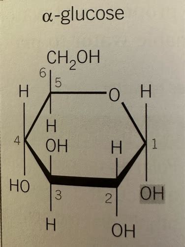 Chapter 3 Biological Molecules Flashcards Quizlet