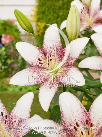 Sweet Zanica Botanical stockphoto - F-Views