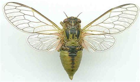 Cicada - A Large Insect