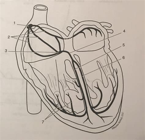 Heart Conduction Pathway Diagram | Quizlet