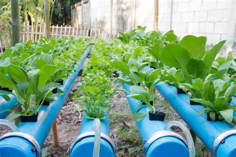 Will Outdoor Hydroponic Gardens Work? - Smart Garden and Home