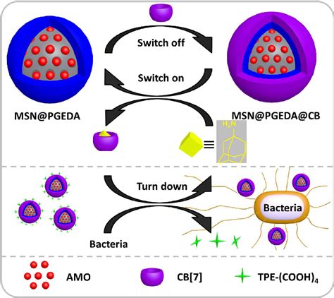 Schematic Introduction Of The Process Of Self Assembly And Possible Download Scientific Diagram