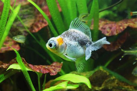 Telescope Goldfish: The Unique Goldfish With Big Eyes