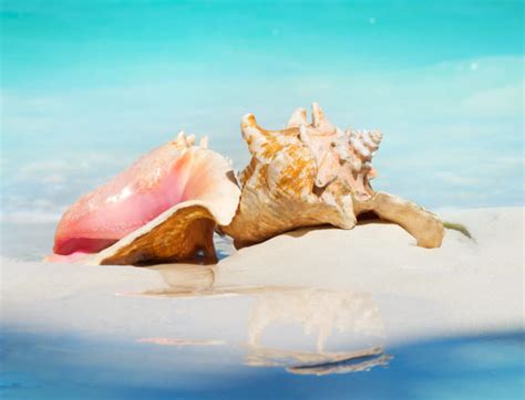 Queen Conch Bahamas Conch Shells Paradise Island Beach Club