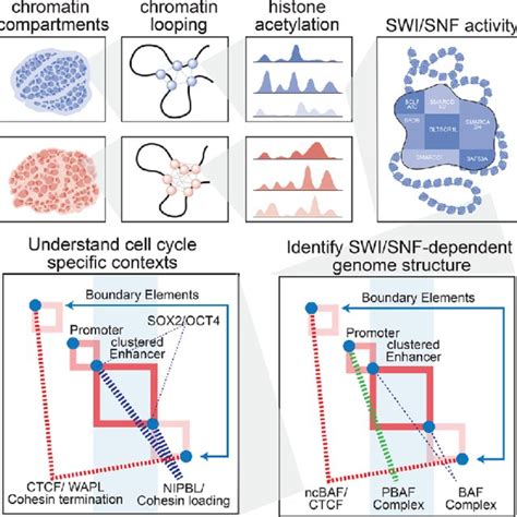 Understanding genome structure−function relationships. Major ...