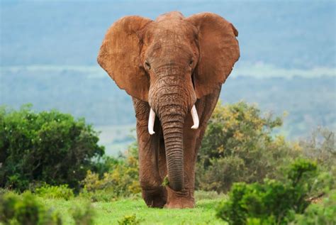 African Elephant: Is This Species Endangered?