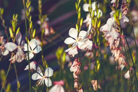 How To Collect Gaura Seeds: Detailed Guide – Thriving Yard