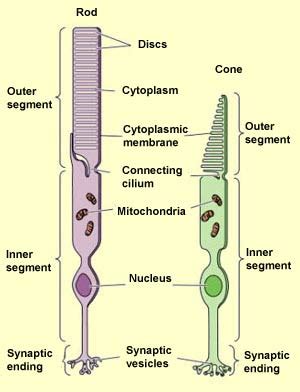 Differences between Rod cells and Cone cells - Overall Science