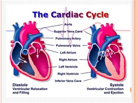 Cardiac cycle