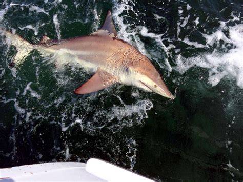 Spinner Shark Ocean Treasures Memorial Library