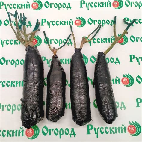 Купить Роза Россион в Москве и РФ. Описание сорта. Пункты самовывоза ...