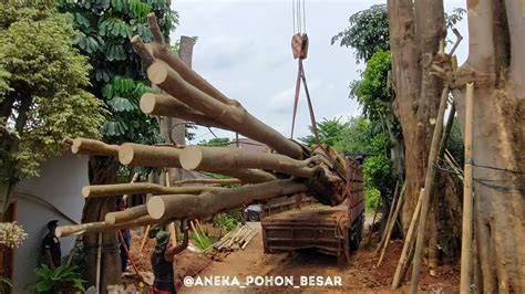 Part 2 Proses Penanaman Pohon Pule Gruping Ukurang Besar Di Jakarta