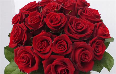 Fleur rouge d amour - fleur de passion