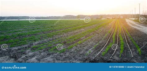 Las Plantaciones De La Zanahoria Se Crecen En El Campo En La Puesta Del