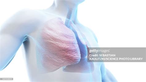 Lung And Trachea In A Male Body Illustration High Res Vector Graphic Getty Images