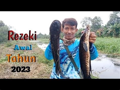 Full Strike Ikan Gabus Di Awal Tahun 2023 Gabusbabon Mancing Casting