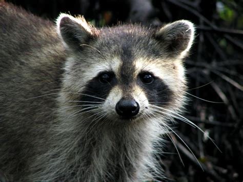 raccoon | Animal Voices