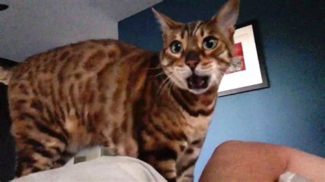 This guy autotuned his cat's annoying morning sounds