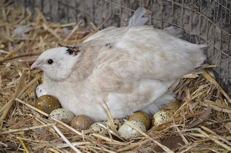 Female quail sitting on nest of eggs | Self Sufficient Culture