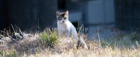 座ってこちらを見つめる猫の写真素材 [263224195] イメージマート