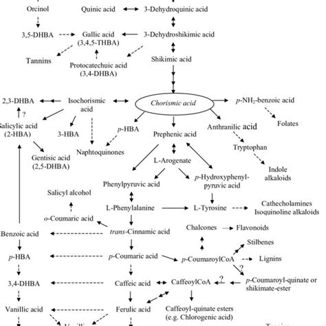 1. The biosynthetic pathway of some phenolic compounds. A small-dashed ... 