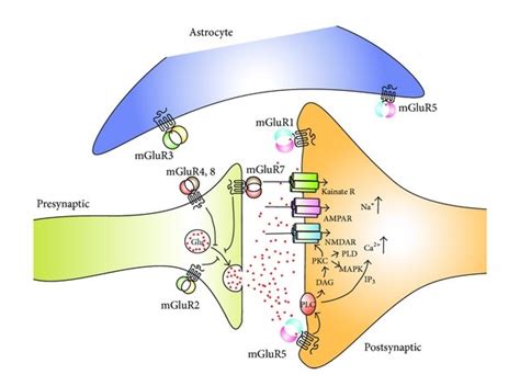 Schematic Representation Of Ionotropic And Metabotropic Glutamate