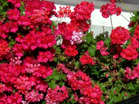 Plantas De Jardín Para Una Primavera A Todo Color