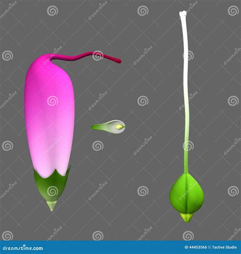 Gynoecium Royalty-Free Stock Image | CartoonDealer.com #44453566