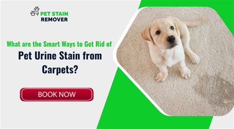 What are the Smart Ways to Get Rid of Pet Urine Stain from Carpets?