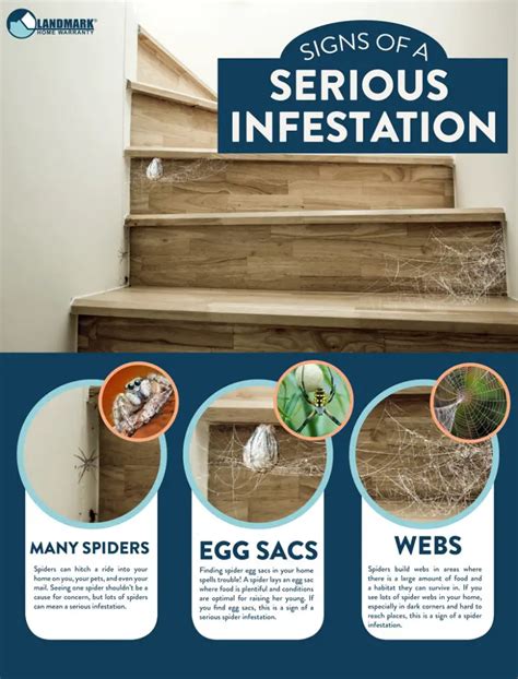 How To Know If You Have A Spider Infestation Spotting Signs Of Spiders