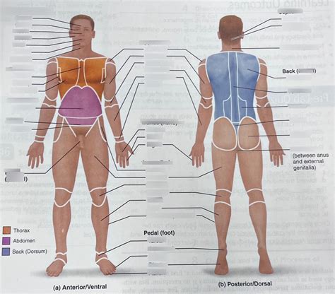 Anatomy Lab Labeling in anatomical position Diagram | Quizlet