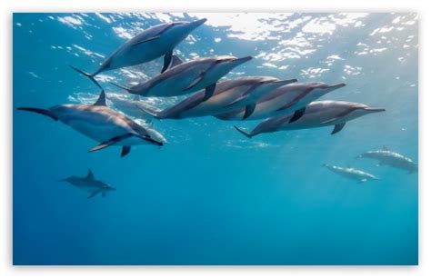 Dolphins Underwater Ultra HD Wallpaper for 4K UHD TV & Desktop ...