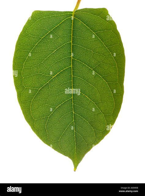 Japanese Knotweed Leaf Hi Res Stock Photography And Images Alamy