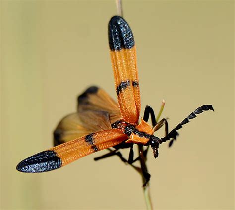 Calopteron Calopteron Terminale Bugguide Net