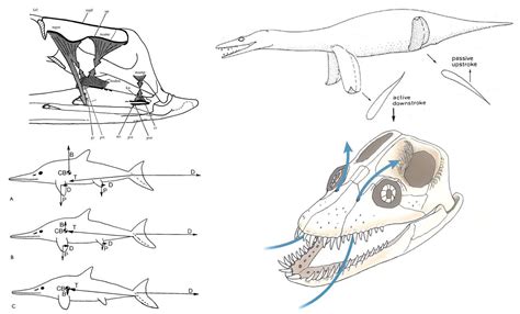 Ancient Sea Reptiles Is Out Now — Tetrapod Zoology