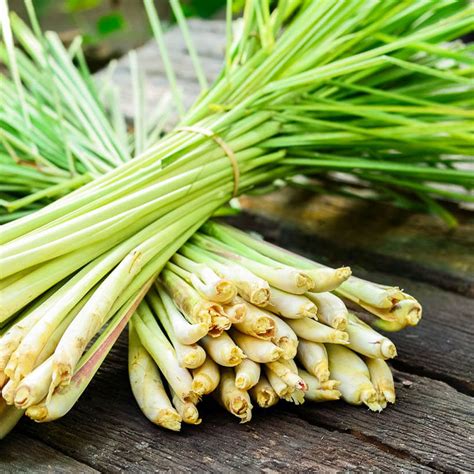 Lemongrass Essential Oil Rooparth The Finest Ayurveda