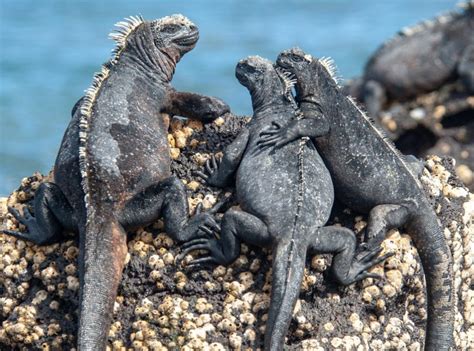 Marine Iguana – Facts, Size, Diet, Pictures