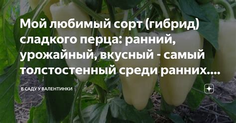 Мой любимый сорт (гибрид) сладкого перца: ранний, урожайный, вкусный ...