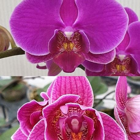 Phalaenopsis Ching Ann Diamond (peloric 2 eyes) 2.5" – OrchidBox Wholesale