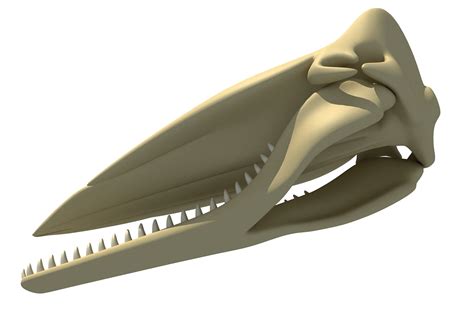 Sperm Whale Skull 3D model | CGTrader