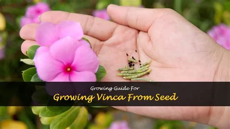 Growing Vinca From Seed A Step By Step Guide Shuncy